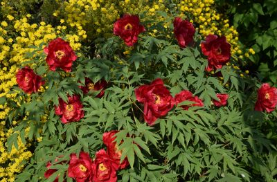 Haus Haselrieder Albert - Feirenwohnung Völs am Schlern - Südtirol