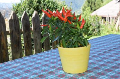 Haus Haselrieder Albert - Feirenwohnung Völs am Schlern - Südtirol