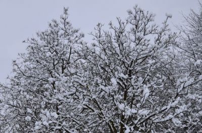 Haus Haselrieder Albert - Feirenwohnung Völs am Schlern - Südtirol