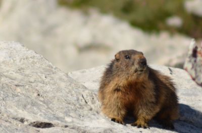 Haus Haselrieder Albert - Feirenwohnung Völs am Schlern - Südtirol