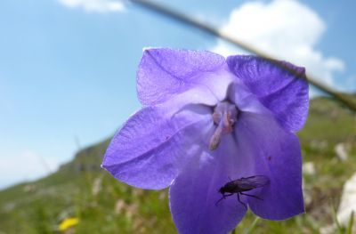 Haus Haselrieder Albert - Feirenwohnung Völs am Schlern - Südtirol