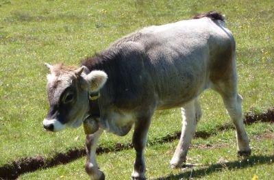 Haus Haselrieder Albert - Feirenwohnung Völs am Schlern - Südtirol