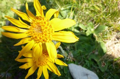 Haus Haselrieder Albert - Feirenwohnung Völs am Schlern - Südtirol