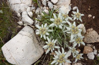Haus Haselrieder Albert - Feirenwohnung Völs am Schlern - Südtirol
