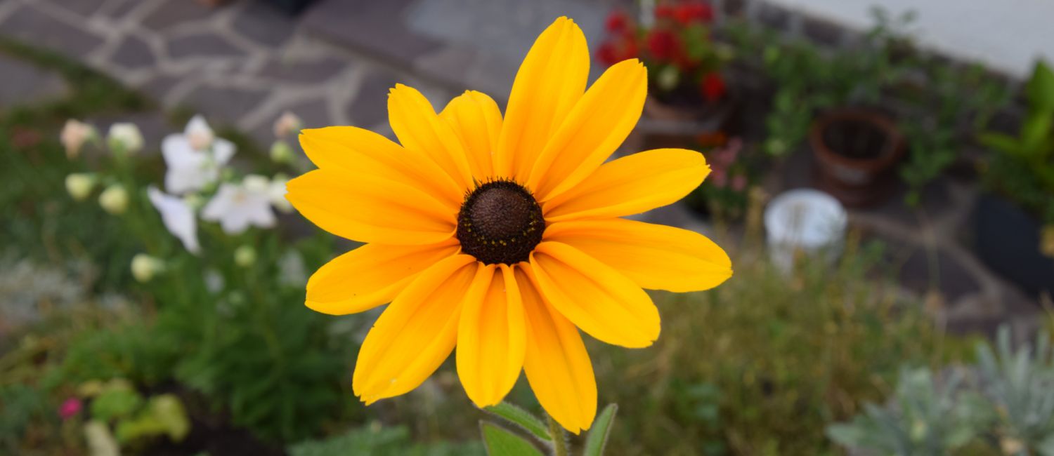 Apartments in Fiè allo Sciliar - South Tyrol